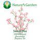 Аромаолія Nature's Garden - Sweet Pea, 5 мл
